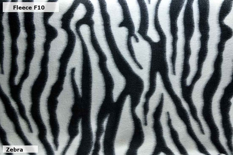 F10_Zebra.jpg