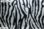 F10 Zebra