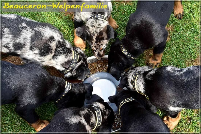 198 Beauceron-Welpenfamilie